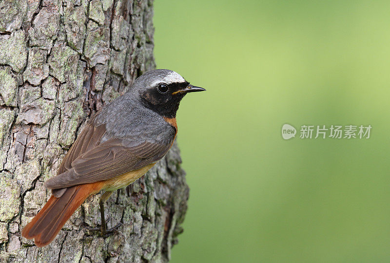 公红雀(Phoenicurus Phoenicurus)